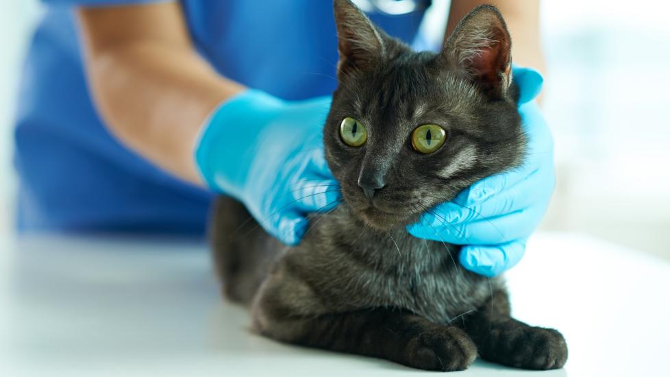 feline infectious peritonitis; a pet is examined by a vet for FIP in cats.